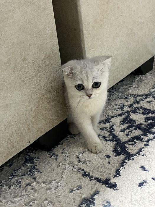 шотландская вислоухо Scottish Fold с окрасом серебристая шиншилла