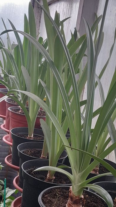 Продам Гипераструмы