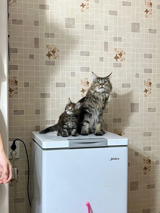 Мейн Кун котенок