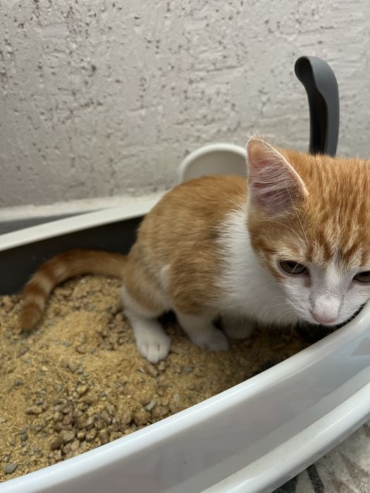 Котик кошка красивый