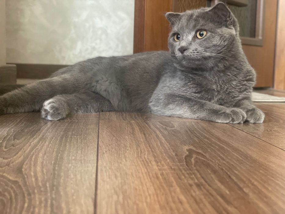 Вязкага. Сотилмиди! Для вязки. Не продается!