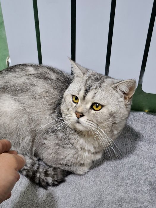 Продам срочно британский шиншилла серебристый страйт чистокровный маль