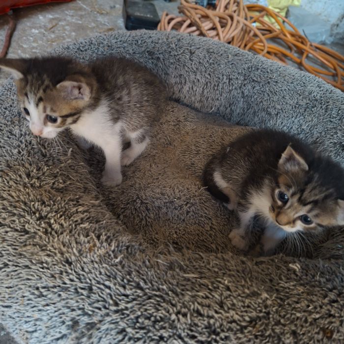 Donez pisicuțe spre adoptie