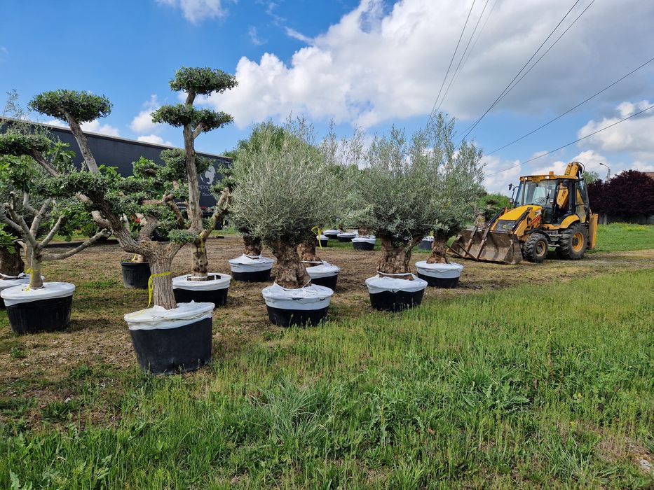 Maslini seculari în stoc