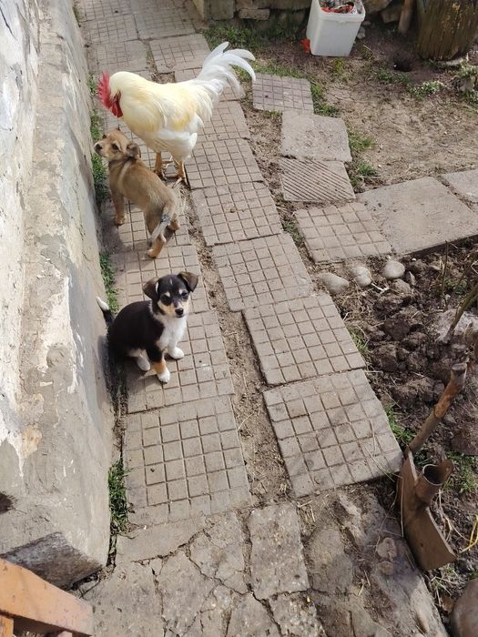 Подаряват се кученца на 2 месеца