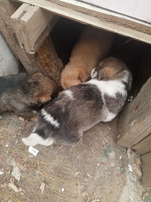 Отдам даром щенков