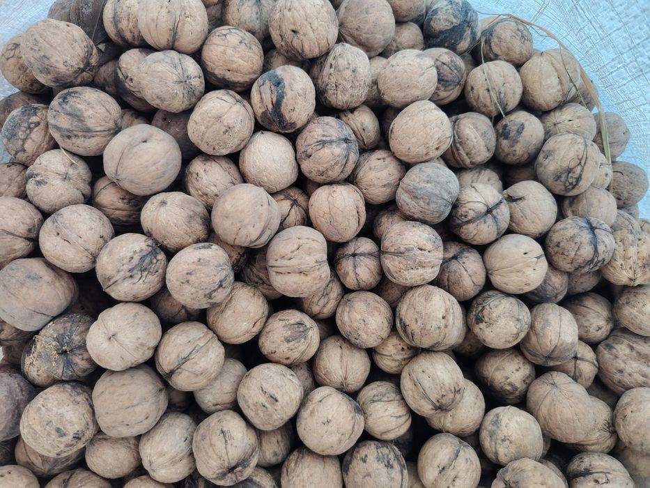 Грецкий орех продам
