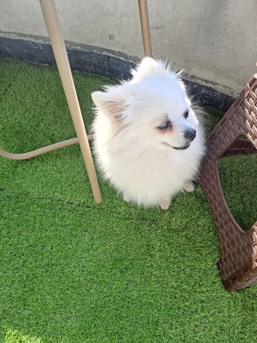 Продавам женски  бял  померан на 3 години