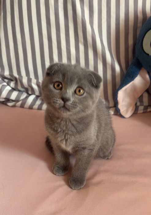 Шотландско котенце