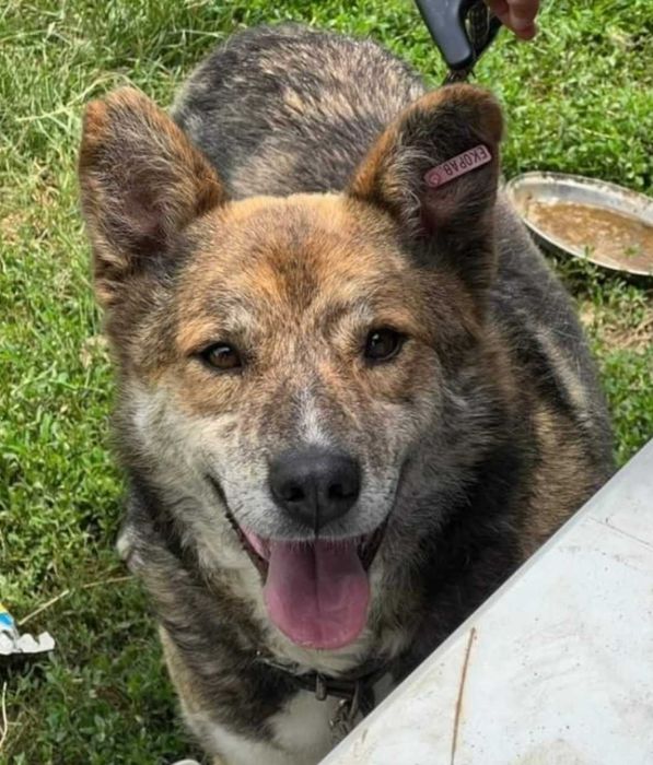 Осинови, за да спасиш живот!