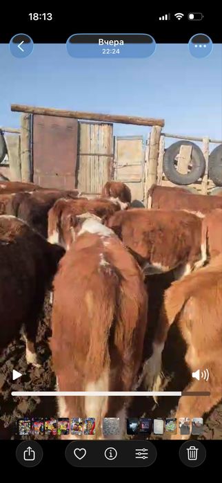 Подсос бұзаулар сатылады