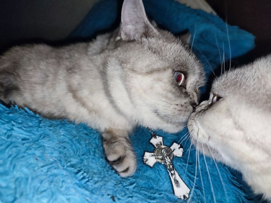 Серёжа желает познакомиться)