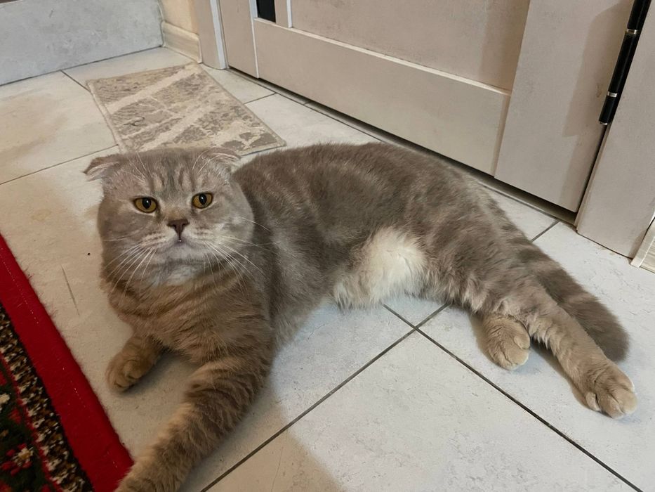 Scottish fold va scottish straight