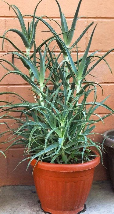 Aloe gullari tuvaki bilan