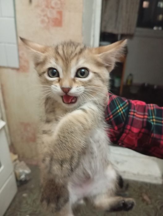 Отдаем котят в добрые руки