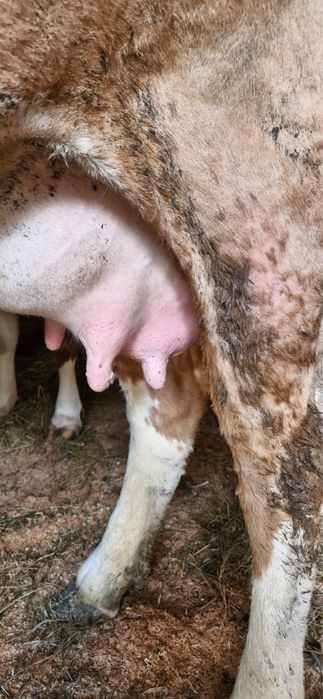 vand vaca la prima fatare