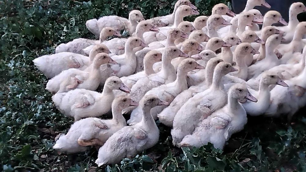 Продавам бройлерни юрдечета