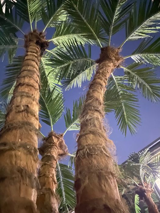 Farg‘ona | Dubay uslubidagi palma 3m–8m — 5 xil tur! -25%