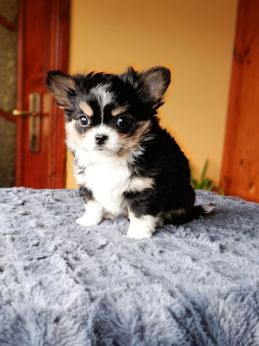 Дългокосместо чихуахуа