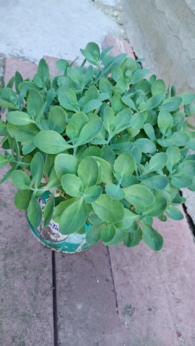trandescamtia albiflora si sedum