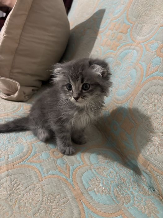 Шотладская кошка