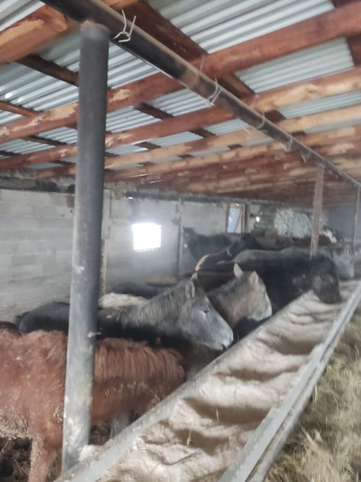 Тай лошадь бордақы