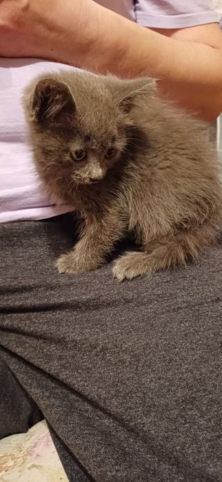 Кошечка очень умная бастардка