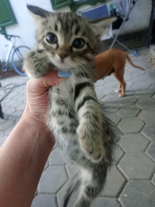 Отдам котят крысоловов