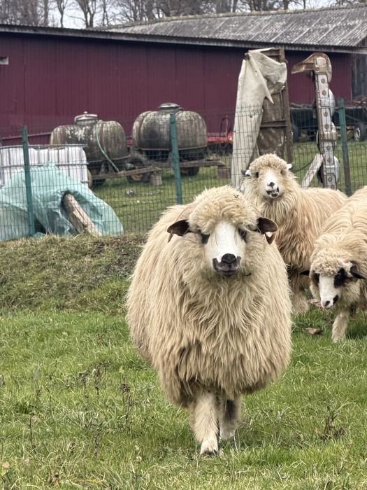 vand miele de anul acesta