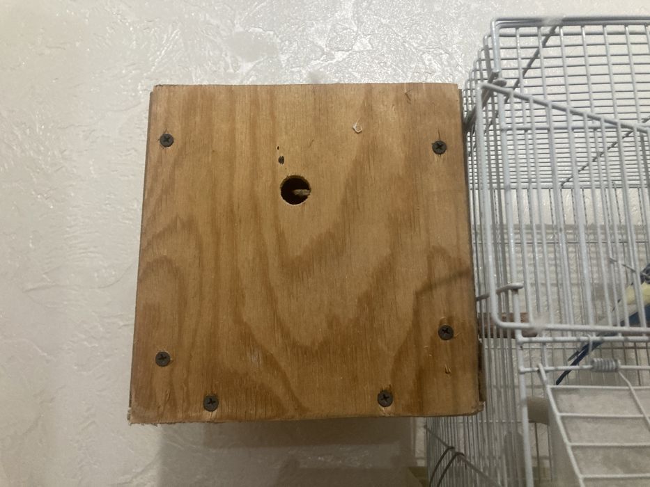 Продайу папугай