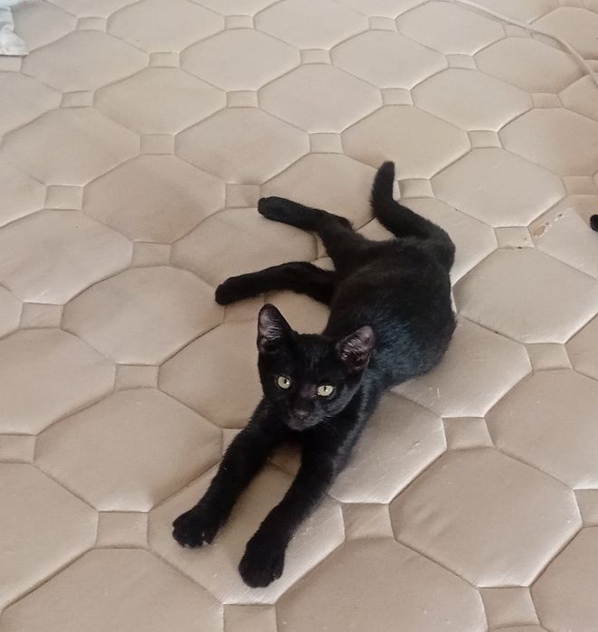 Котят отдам в добрые руки