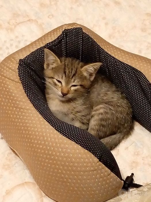 Пристраиваются котята — Мушукчалар берилади