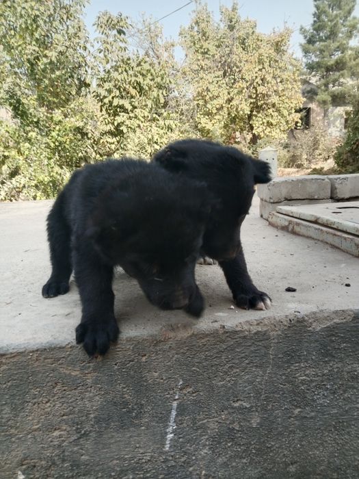 Alabay bollari sotuvda