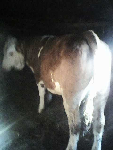 Juninca bălțată românească