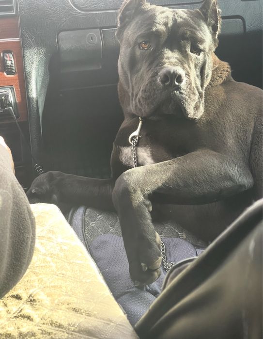 Кане корсо - чистокровная