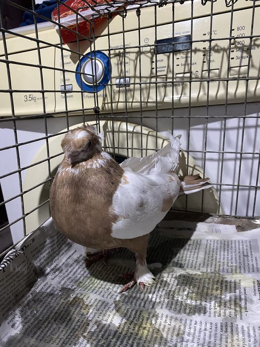 Старопородные на игру.