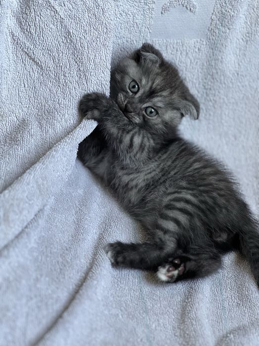 Шотландские чистокровные Скоттиш-фолд котята