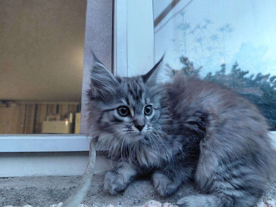Отдам котёнка в добрые руки