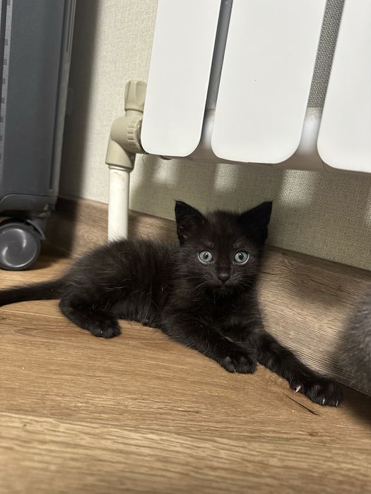 Отдам котят в добрые руки