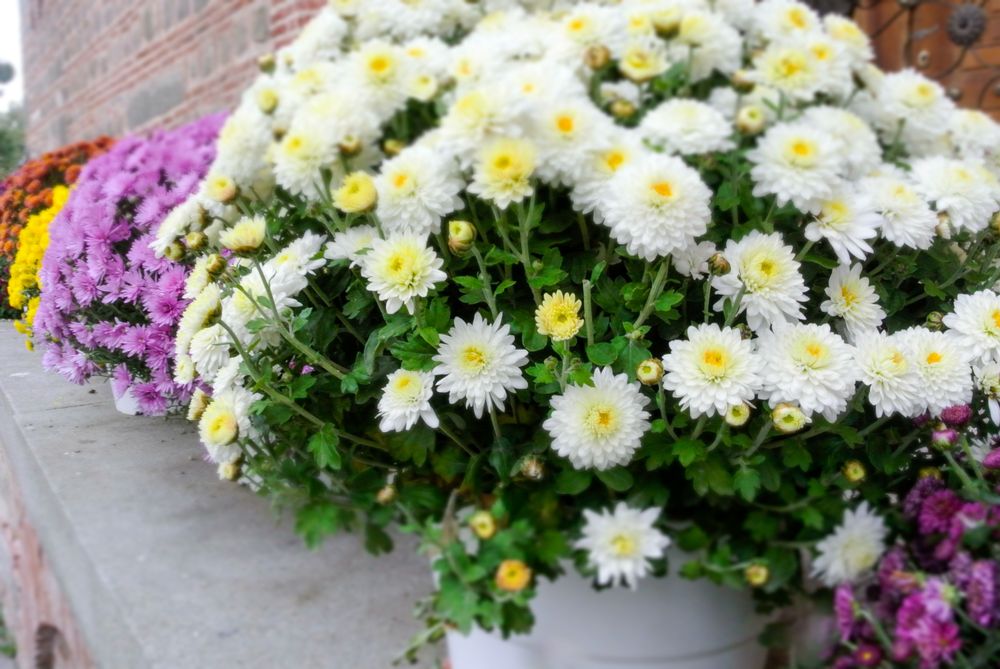 Nikon  1 J2 с Nikon 11-27.5mm  обектив