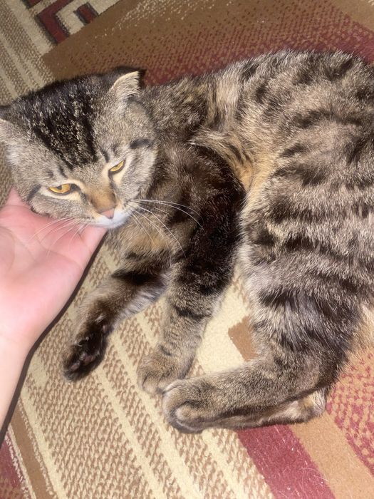 Продаётся вислоухий кот