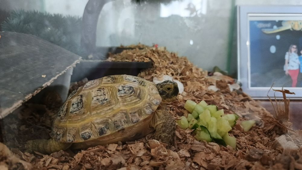 Продам черепашку