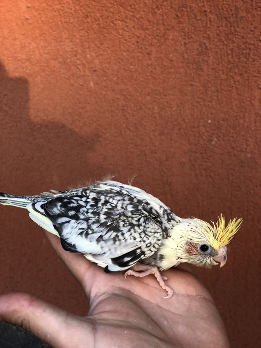 Papagali nimfa nimfe pui si maturi