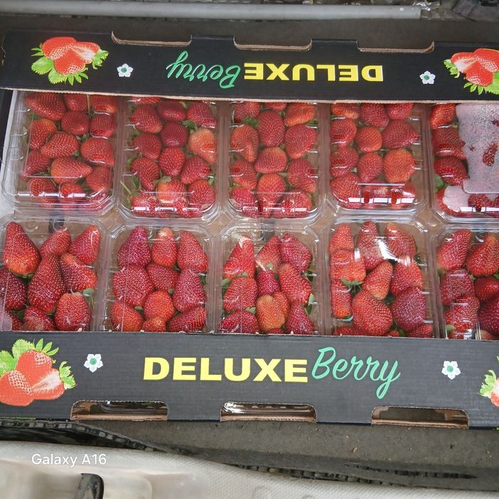 Клубника свежие Египет