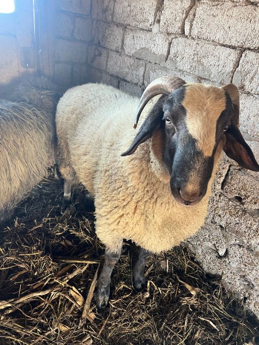 Berbec carabas sarbesc