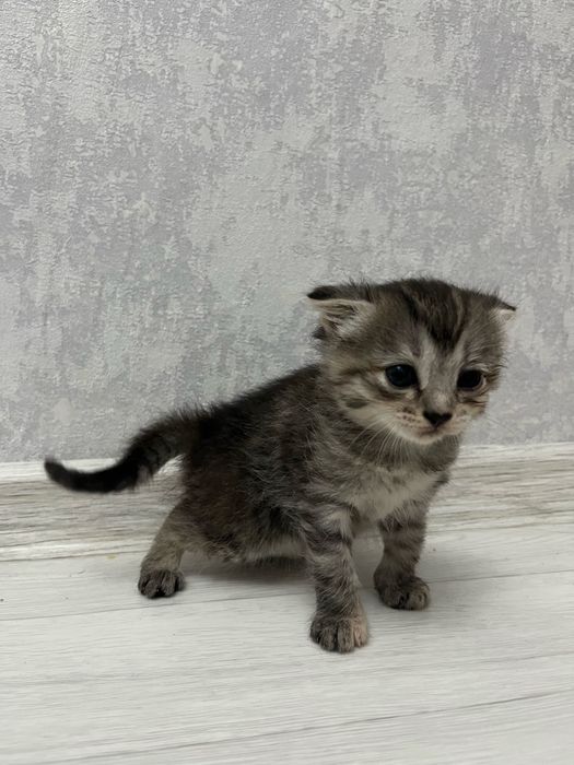 Продается котенок вислоухая шотландка