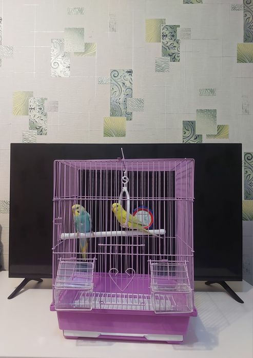 Попугаичики корм минералы клетка