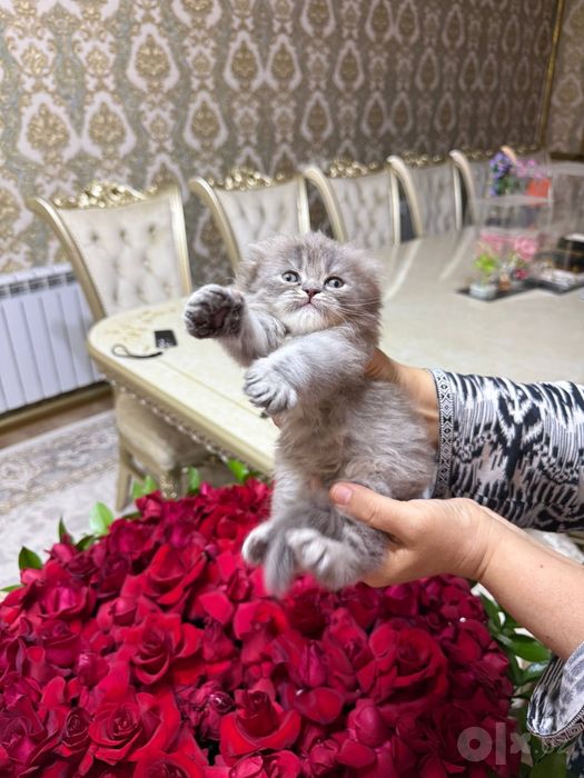 Котёнок на продажу   Мушучамиза сотилади