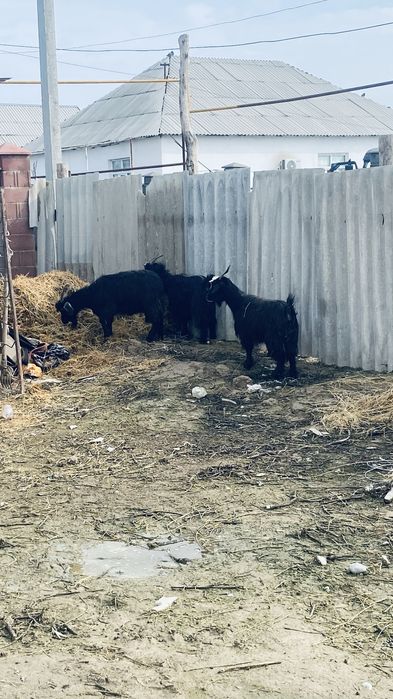 Буаз Ешкылер сатылады