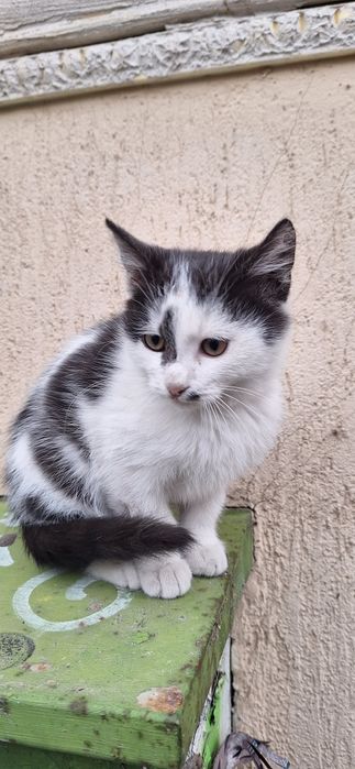 Подарявам котенце
